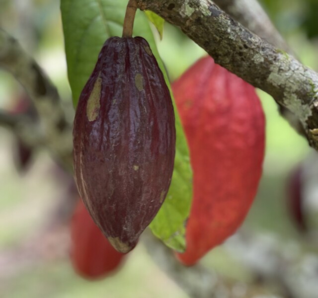 Fruta do Cacau